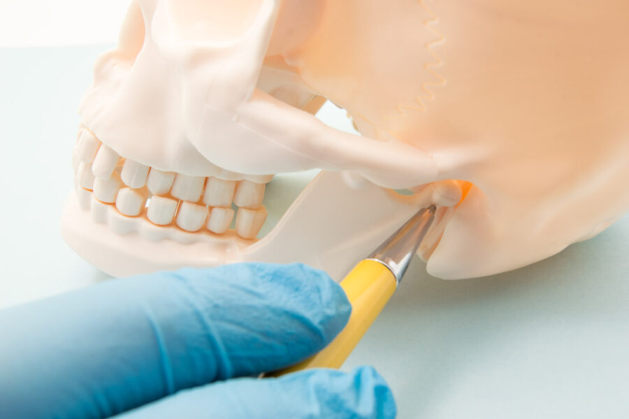 Closeup of a blue gloved hand pointing to a model skull's temporomandibular joint, which connects the jaw to the skull