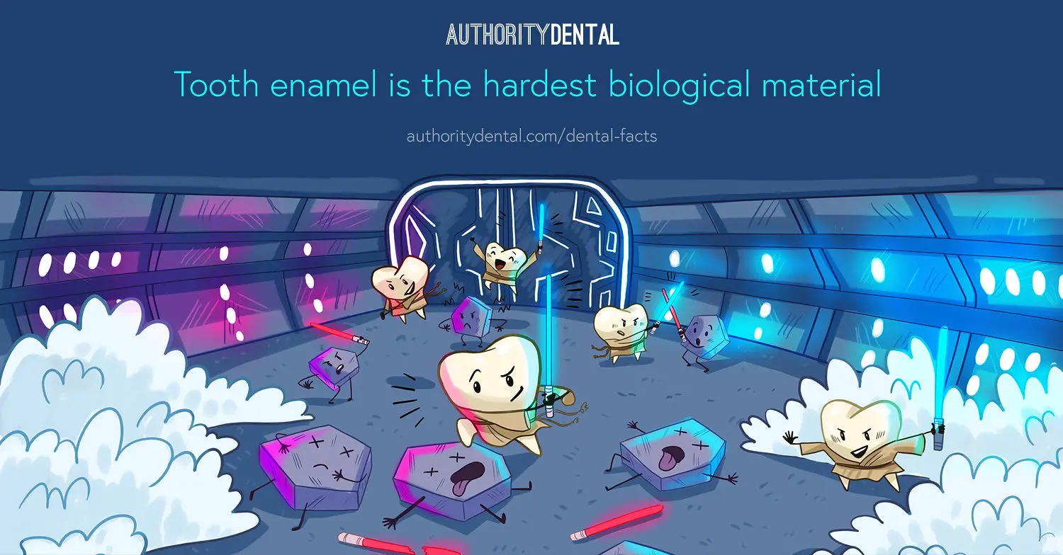 enamel is the hardest biological material, how to strengthen enamel